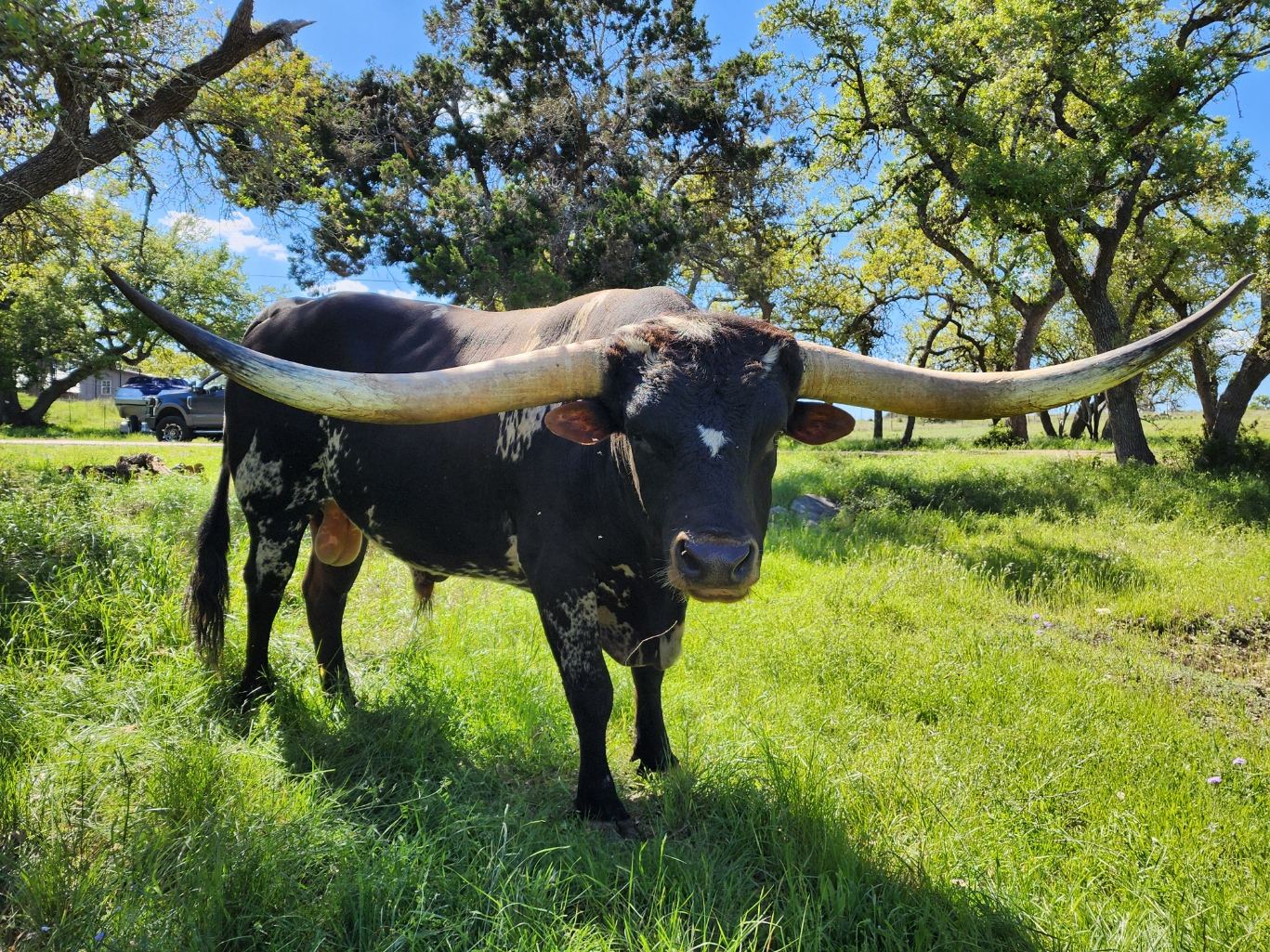A black and white Registered Texas Longhorn bull with a wide spread of horns, standing in green pasture under live oaks
