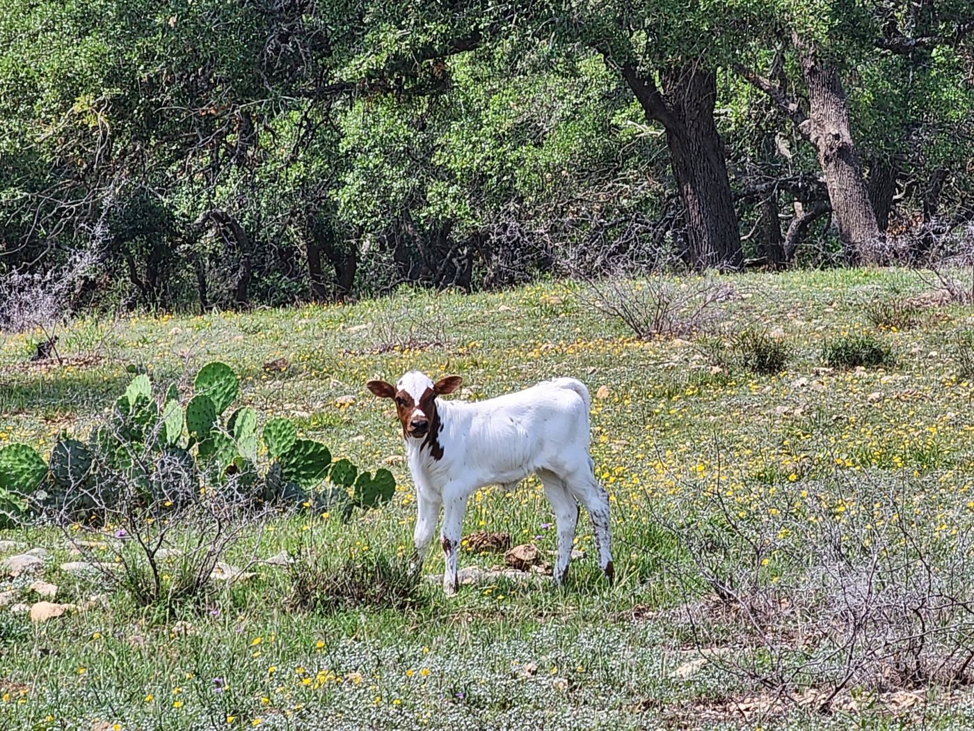 A white Longhorn calf with a brown face standing among wildflowers and prickly pear cactus