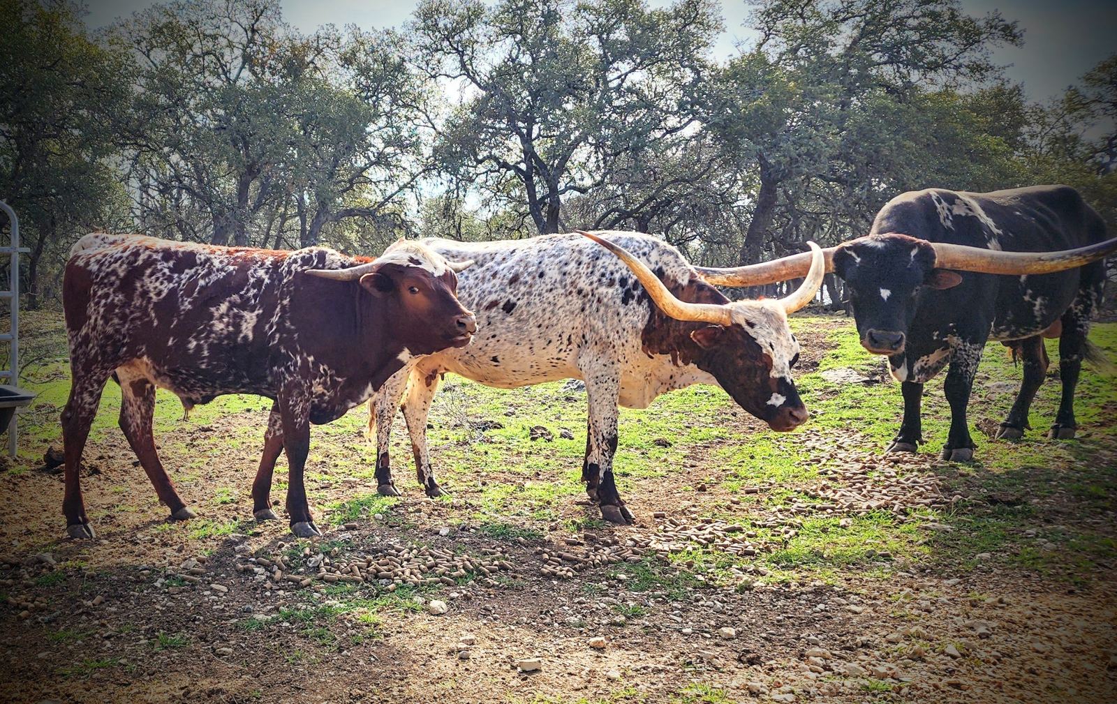 Three Texas Longhorns in a pasture: a red-speckled cow, a white cow with black spots, and a black bull with long horns